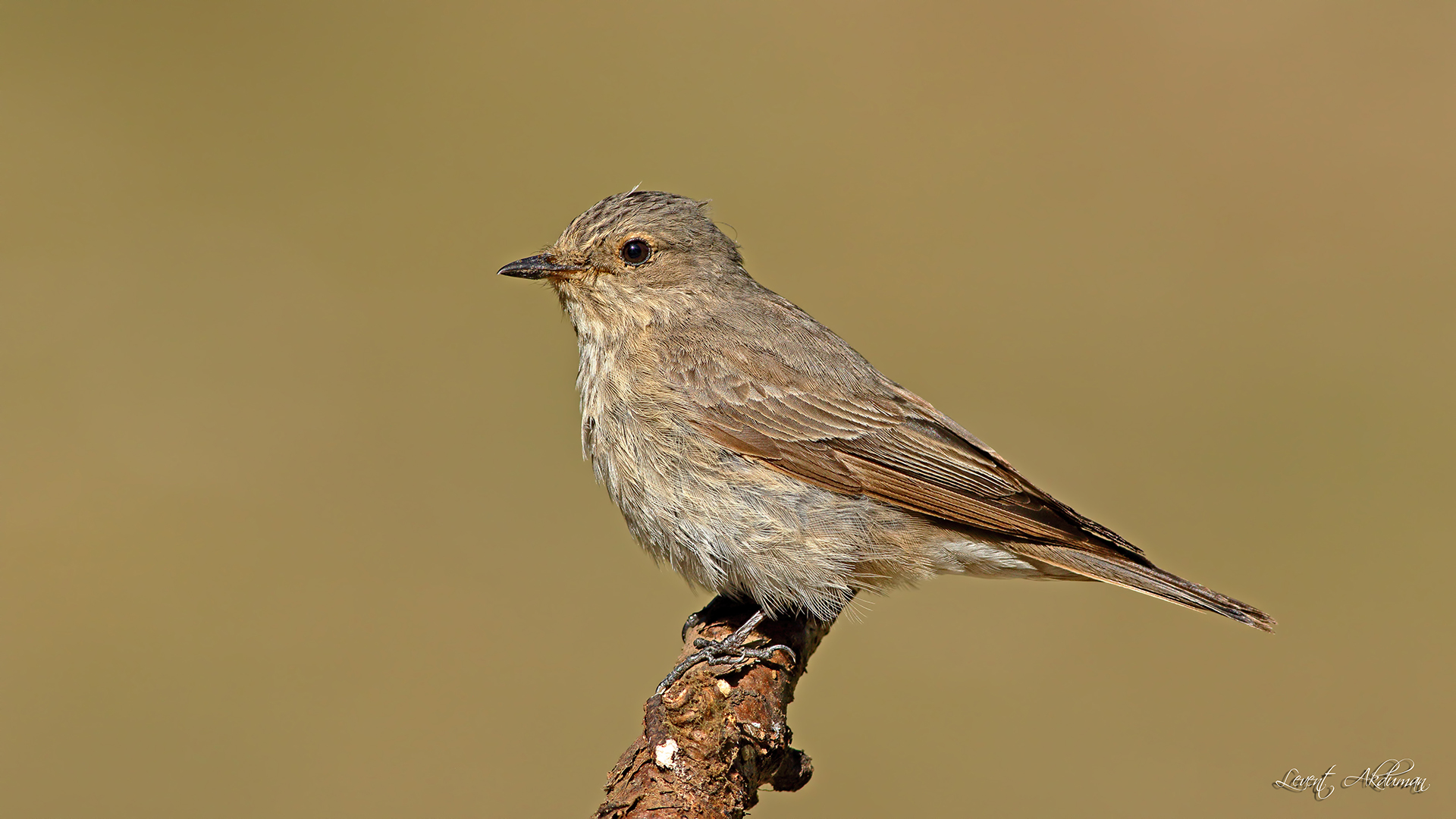Spotted Flycatcher